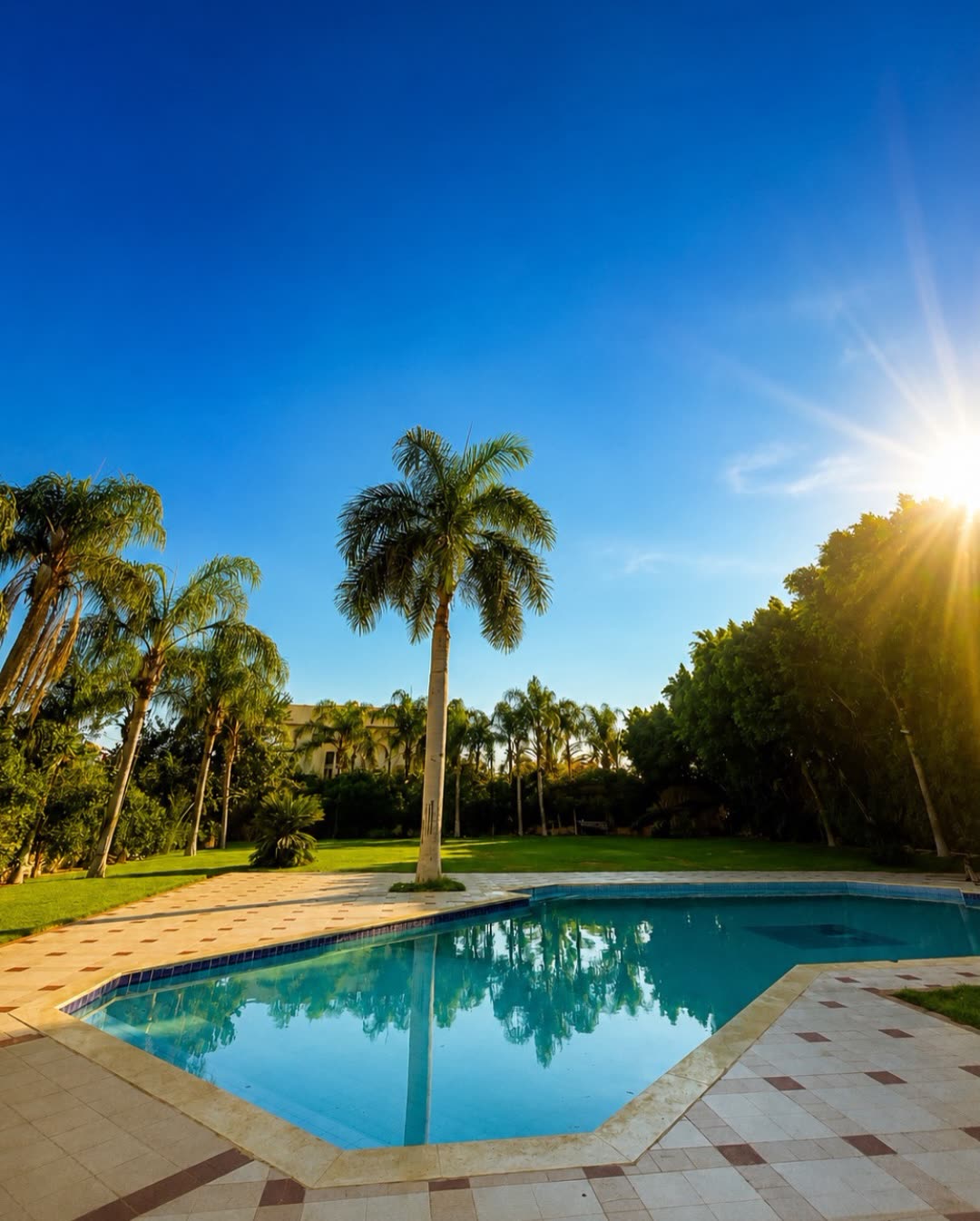 The pool and palms in the sun